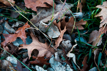 autumn leaves on the ground