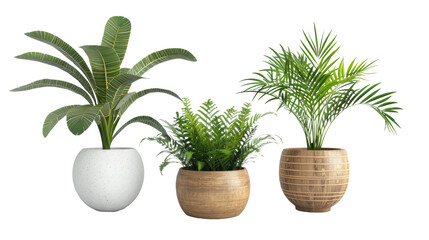 Fototapeta premium Three potted plants are arranged in a row, with one in a white pot, one in a brown pot, and one in a white and brown pot. The plants are all green and appear to be healthy