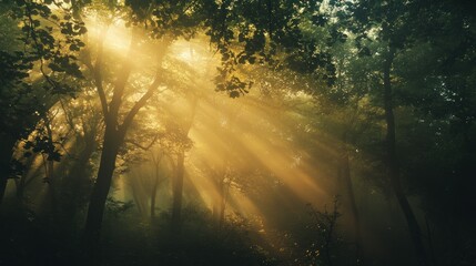 Sunbeams Piercing Through a Foggy Forest