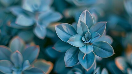 Obraz premium A close-up of a succulent plant with blue-green leaves, radiating a sense of calm and serenity through its intricate natural design.