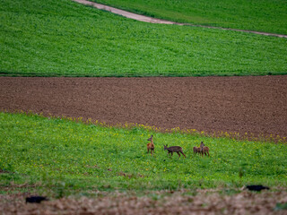 Kleines Rudel Rehe im Feld