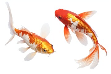 Fototapeta premium Koi fish goldfish animal koi.