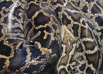 A snake with a black and brown pattern on its skin