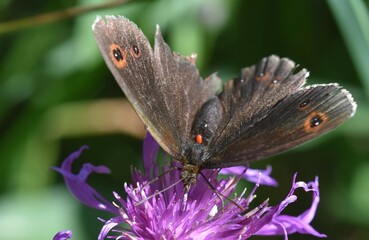 farfalla