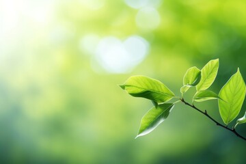 Obraz premium Green leaf summer nature sunlight outdoors.