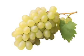 White grape on transparent background. PNG cutout. Wine related themes. Wine professions. Oenologist. Wine shop. Buying and selling wine. Images for graphic designers. Isolated wine. Image for website