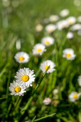 daisies in the grass