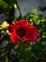 Close-Up Of Dark Pink Rose Flower in Sunlight