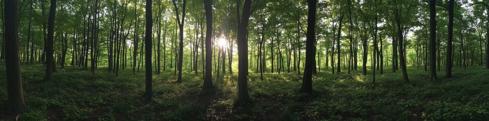 Obraz premium Ponorama - Morning Myst with sunny woods