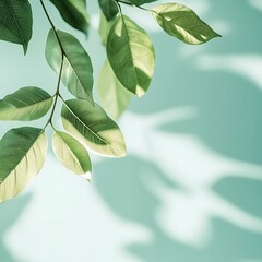 leaf, plant, leaves, isolated, tree, nature, branch, white, spring, herb, foliage, growth, fresh, green, flower, summer, closeup, freshness, life, grow, food, garden, stem, flora, beauty