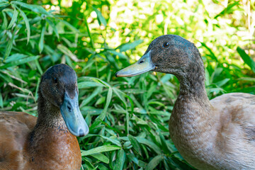 Ducklings Swimming in a Tub. Ducks as pets helping in the garden. Happy ducks in the garden....