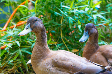Ducklings Swimming in a Tub. Ducks as pets helping in the garden. Happy ducks in the garden. Walking ducks Swimming. Cute Khaki Campbell ducks.