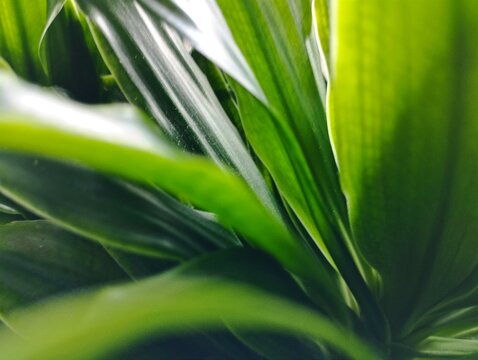 Close up shot green leaves plant dark atmosphere 