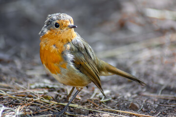 Pájaro silvestre