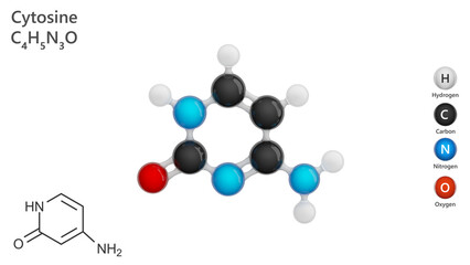 Model of molecule cytosine C4H5N3O. It is an organic compound, a pyrimidine derivative. With ribose, it forms the nucleoside cytidine, which is part of the nucleotides of DNA and RNA. 3d illustration