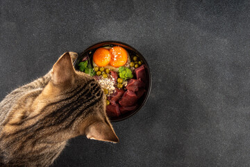 BARF (Biologically Appropriate Raw Food) food concept, Healthy bowl for domestic pets background with cat cute tabby kitten paws in pic.  Portion of raw meat, chicken, fish, vegetables, oats