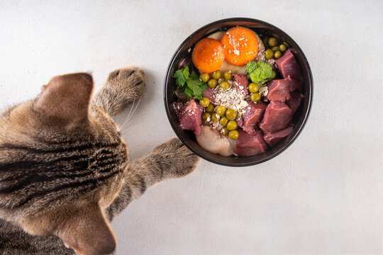BARF (Biologically Appropriate Raw Food) food concept, Healthy bowl for domestic pets background with cat cute tabby kitten paws in pic.  Portion of raw meat, chicken, fish, vegetables, oats