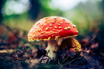 Zdjęcie macro grzyba czerwonego muchomora © Pavlo