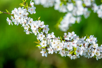 Cherry blossom branch in the garden in spring
