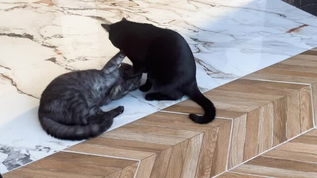 Two cats playing together at home on the floor