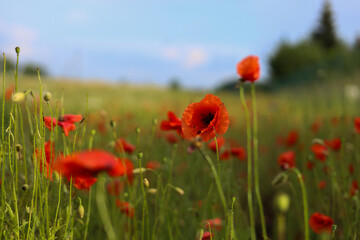 Poppy field, Remembrance day, Summer Flowers. High quality photo