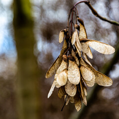 Close-up of fruits of a Norway maple tree (Acer platanoides)