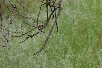 dry branches of a tree on a background of green grass in spring