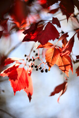 Beautiful bright autumn nature background. Multicolored grape leaves