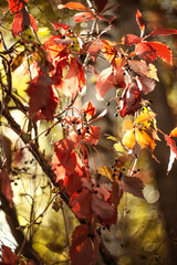 Beautiful bright autumn nature background. Multicolored grape leaves