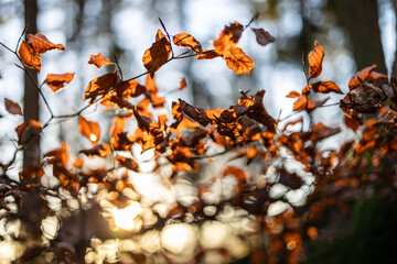 Fall foliage in backlit