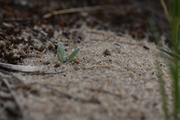 A small plant growing on the sand in the forest. Selective focus