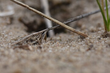 A small plant growing on the sand in the forest. Selective focus