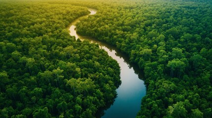 Aerial view of a dense forest with a winding river cutting through, seen from above.