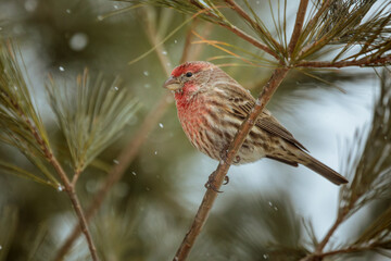 A male House Finch perches in a Pine Tree with snowflakes falling around him.