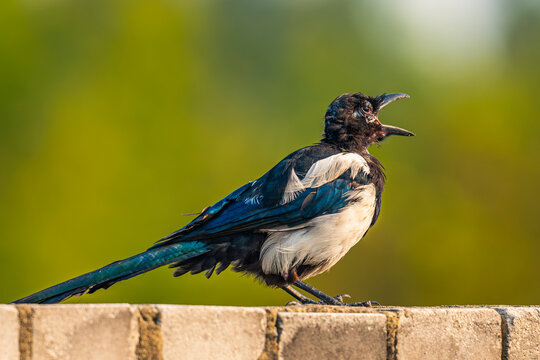 Magpie eating.
Sroka podczas posiłku.