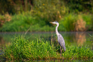 Fototapeta premium Grey Heron