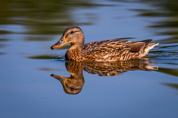 duck in water