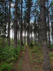 Obraz premium hiking trail through pine trees in a forest at Nine Mile Forest Wisconsin