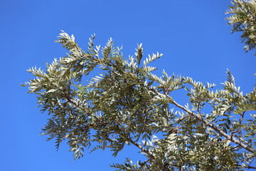 close up of leaves of southern silky oak (Grevillea robusta)