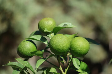 green unripe oranges on the tree