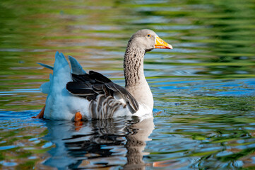 Eine Gans auf dem Wasser