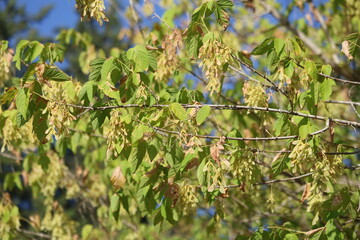 Acer negundo  is a species of maple native to North America.