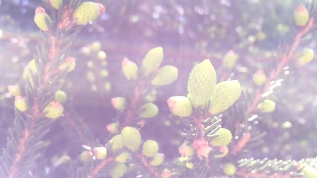 Dance of the Branches