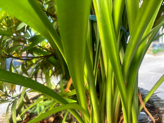 Obraz premium Detail of a houseplant leaf with natural lighting. The long, slender leaves create an interesting pattern.