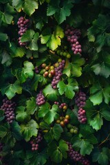 Seamless background of grape with leaf vine