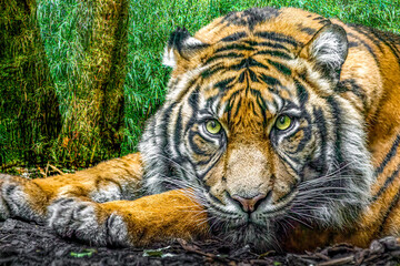 a tiger laying quietly in the jungle