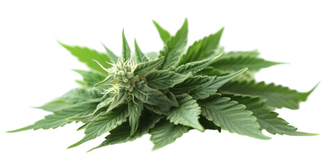 Marijuana buds alternative medicine. Cannabis plants, cut out and isolated on transparent background