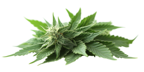 Marijuana buds alternative medicine. Cannabis plants, cut out and isolated on transparent background