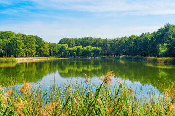 Calm Lake with Lush Green Reflections and Vegetation