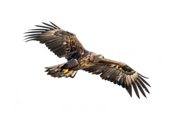 Obraz premium Majestic eagle soaring skyward